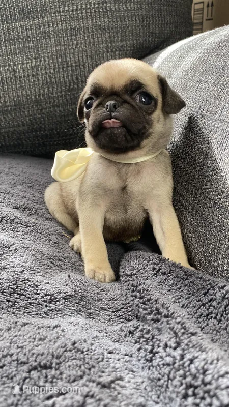 Mabel  – Pug puppy for sale in Mocksville, NC