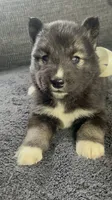 Kiva, a female Siberian Husky for sale in Mocksville, NC – 1 of 7