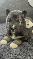 Kiva, a female Siberian Husky for sale in Mocksville, NC – 3 of 7