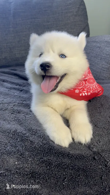 Coke Bear  – Siberian Husky puppy for sale in Mocksville, NC
