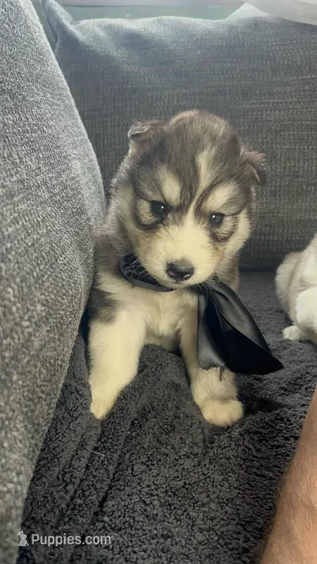 Balto  – Siberian Husky puppy on hold in Mocksville, NC