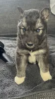 Denali, a male Siberian Husky for sale in Mocksville, NC – 5 of 7