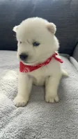 Coke Bear , a male Siberian Husky for sale in Mocksville, NC – 3 of 6