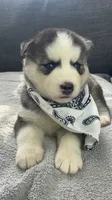 Teela, a female Siberian Husky for sale in Mocksville, NC – 2 of 6