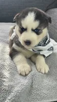 Teela, a female Siberian Husky for sale in Mocksville, NC – 6 of 6