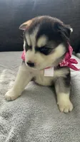 Luna , a female Siberian Husky for sale in Mocksville, NC – 3 of 6