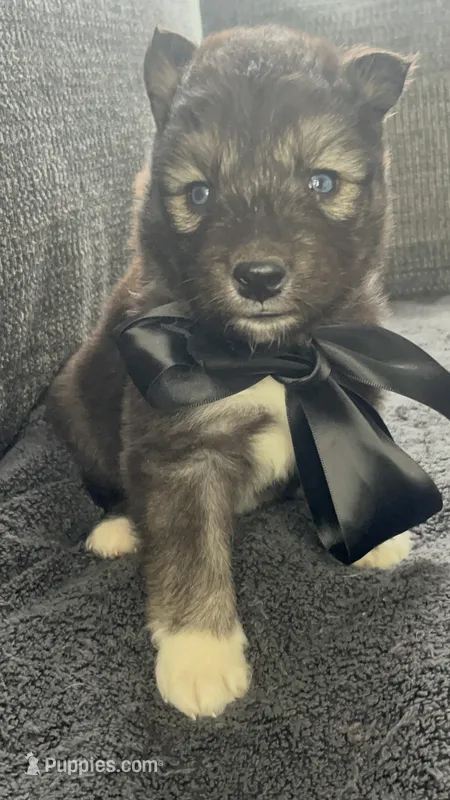 Aspen  – Siberian Husky puppy for sale in Mocksville, NC