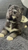 Kiva, a female Siberian Husky for sale in Mocksville, NC – 5 of 7