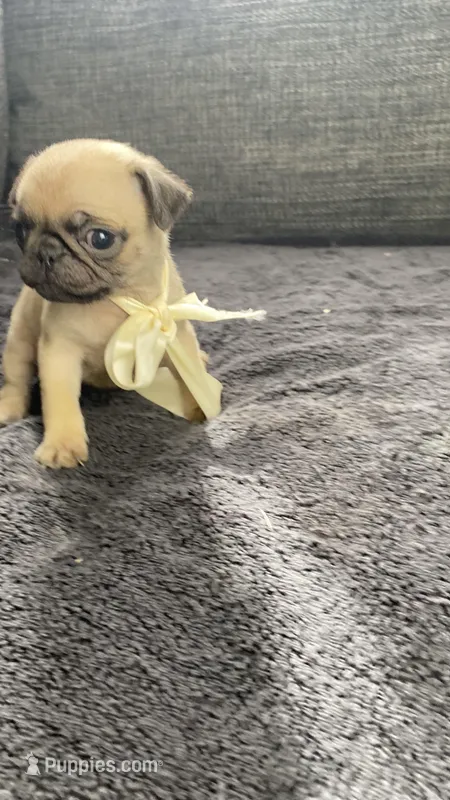 Sadie  – Pug puppy for sale in Mocksville, NC