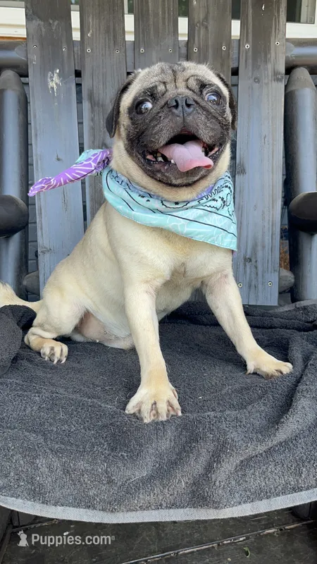 Bubba – Pug puppy for sale in Mocksville, NC