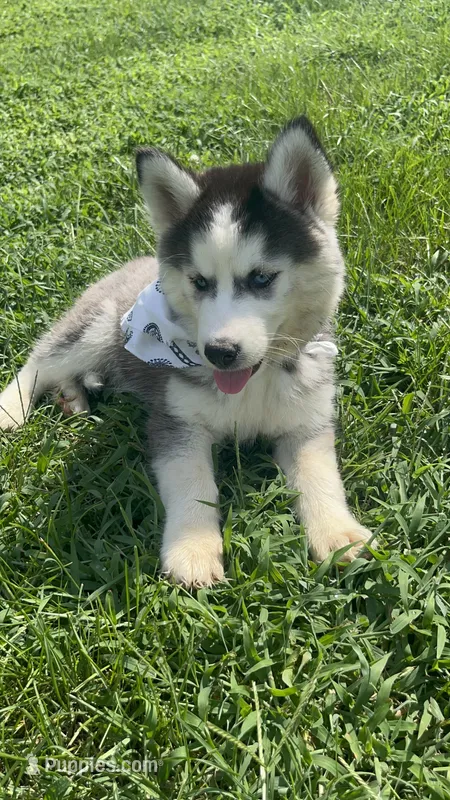 Teela – Siberian Husky puppy for sale in Mocksville, NC
