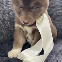 Stella, a female Siberian Husky for sale in Mocksville, NC – Photo 4 of 8