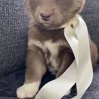 Stella, a female Siberian Husky for sale in Mocksville, NC – Photo 6 of 8