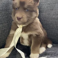 Stella, a female Siberian Husky for sale in Mocksville, NC – Photo 3 of 8