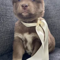 Stella, a female Siberian Husky for sale in Mocksville, NC – Photo 2 of 8