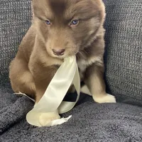 Stella, a female Siberian Husky for sale in Mocksville, NC – Photo 5 of 8