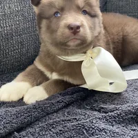 Stella, a female Siberian Husky for sale in Mocksville, NC – Photo 8 of 8