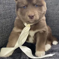 Stella, a female Siberian Husky for sale in Mocksville, NC – Photo 1 of 8