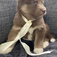 Stella, a female Siberian Husky for sale in Mocksville, NC – Photo 7 of 8