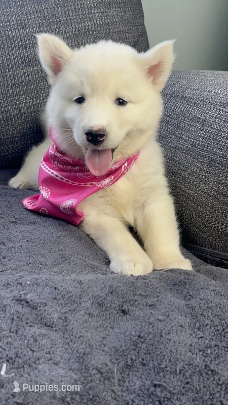 Trixie – Siberian Husky puppy for sale in Mocksville, NC
