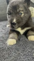 Kiva, a female Siberian Husky for sale in Mocksville, NC – 4 of 7