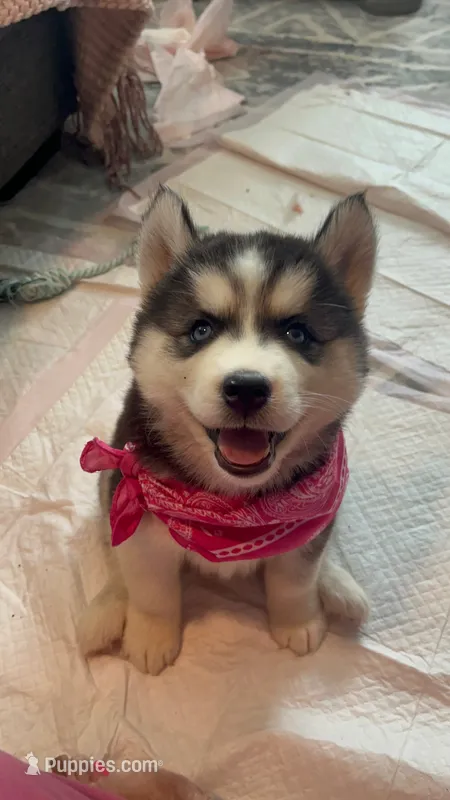 Luna  – Siberian Husky puppy for sale in Mocksville, NC