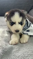 Teela, a female Siberian Husky for sale in Mocksville, NC – 4 of 6