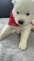 Coke Bear , a male Siberian Husky for sale in Mocksville, NC – 6 of 6