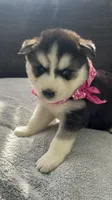Luna , a female Siberian Husky for sale in Mocksville, NC – 2 of 6