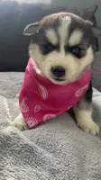 Luna , a female Siberian Husky for sale in Mocksville, NC – 6 of 6