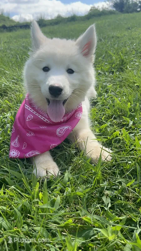 Trixie – Siberian Husky puppy for sale in Mocksville, NC