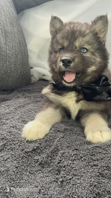 Denali – Siberian Husky puppy for sale in Mocksville, NC