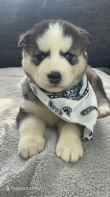 Teela – Siberian Husky puppy for sale in Mocksville, NC