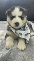 Teela, a female Siberian Husky for sale in Mocksville, NC – 1 of 6