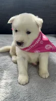 Trixie, a female Siberian Husky for sale in Mocksville, NC – 7 of 7