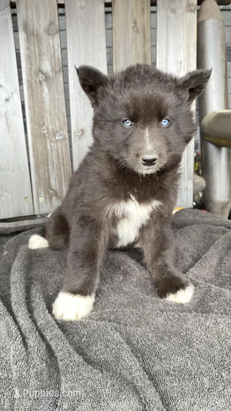 Bandit  – Siberian Husky puppy for sale in Mocksville, NC