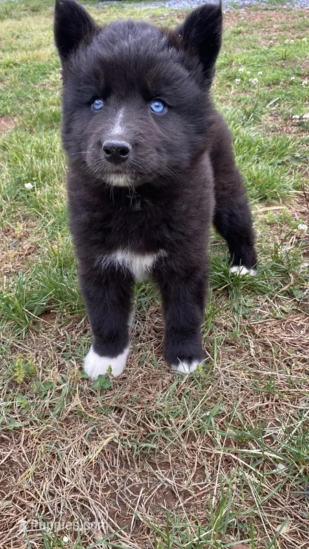 Bandit  – Siberian Husky puppy for sale in Mocksville, NC