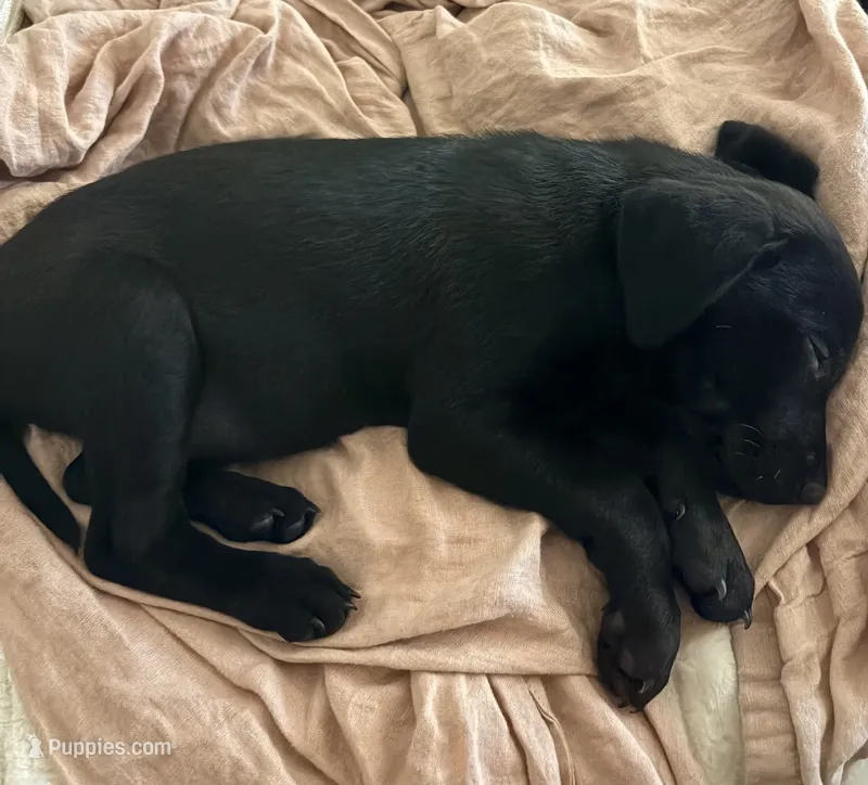 Nigel  – Labrador Retriever puppy for sale in Mebane, NC