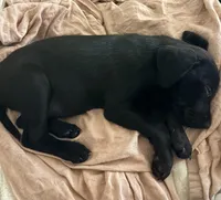 Nigel , a male Labrador Retriever for sale in Mebane, NC – 1 of 1