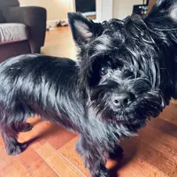 Bella , a female Yorkshire Terrier for sale in Thorndike, ME – 5 of 5
