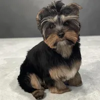 Maya, a female Yorkshire Terrier for sale in Thorndike, ME – 6 of 10