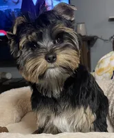 Maya, a female Yorkshire Terrier for sale in Thorndike, ME – 7 of 10