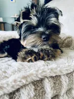 Maya, a female Yorkshire Terrier for sale in Thorndike, ME – 5 of 10