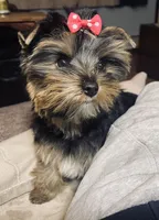 Maya, a female Yorkshire Terrier for sale in Thorndike, ME – 2 of 10