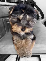 Maya, a female Yorkshire Terrier for sale in Thorndike, ME – 4 of 10