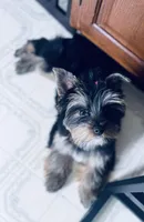 Maya, a female Yorkshire Terrier for sale in Thorndike, ME – 8 of 10