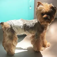 Luca, a male Yorkshire Terrier for sale in Thorndike, ME – 2 of 3