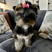 Maya, a female Yorkshire Terrier for sale in Thorndike, ME – 1 of 1