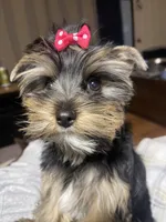 Maya, a female Yorkshire Terrier for sale in Thorndike, ME – 10 of 10