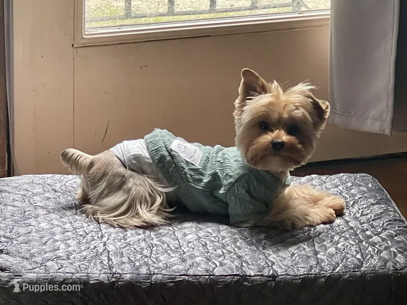 Luca – Yorkshire Terrier puppy for sale in Thorndike, ME
